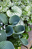 Various ornamental foliage plants in the spring garden