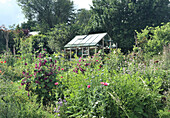 Greenhouse in a lush, blooming summer garden