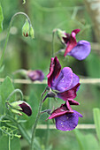 Fragrant sweet pea in the summer garden