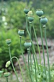 Mohnkapseln im sommerlichen Gartenbeet