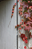 Red vine leaves entwine on weathered wooden wall