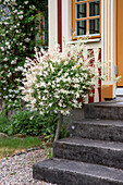 Willow shrub next to the front steps of a house