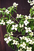 Cornus kousa National (dogwood)