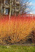 Cornus sanguinea Midwinter Fire