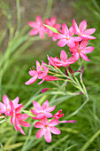 Hesperantha coccinea (river lily) Mrs Hegarty