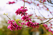 Flowering Chinese Judas tree (Cercis chinesis Bunge, Chinese redbud)