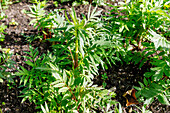 True valerian (Valeriana officinalis, medicinal valerian) in the herb bed