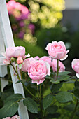 English rose 'Geoff Hamilton' (Rosa) in the garden