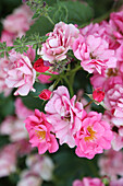 Rose 'Lovely Fairy' (pink), flowering branch