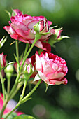 Rose 'Belle de Segosa' in the garden bed