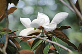 Blossom of the evergreen summer magnolia (Magnolia)