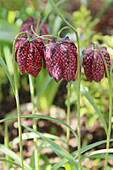 Chequerboard flower (Fritillaria meleagris) flowering in the garden