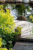Wooden footbridge by pond with yellow lady's mantle (Alchemilla)