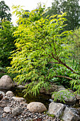 Rock garden with small stream and delicate leafy tree