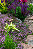 Mixed bedding plants with purple thyme and sage in the garden