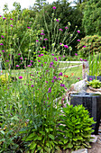 Perennial bed with widow flower in the summer garden