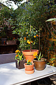 Small orange tree and orange-colored flowers in terracotta pots on patio table