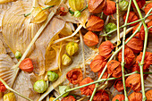 Autumn lantern flowers (Physalis alkekengi), dried flowers and twigs, portrait