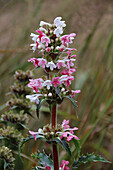 Nepal-Steppendistel (Morina longifolia) mit rosa-weißen Blüten, Portrait