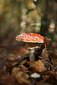 Fliegenpilz (Amanita muscaria) im Wald, close-up