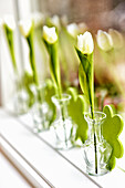 White tulips (Tulipa) in narrow glass vases on windowsill