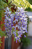 Blue rain (Wisteria) in full bloom in the spring garden