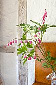Tränendes Herz (Lamprocapnos spectabilis) im Glasgefäß