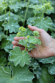 Nahaufnahme von Frauenmantel (Alchemilla) mit Tautropfen im Garten