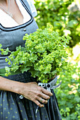 Frau im Dirndl schneidet Frauenmantel (Alchemilla) im Garten