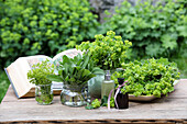 Kräuterarrangement auf Holztisch mit Alchemilla und Salbei im Garten