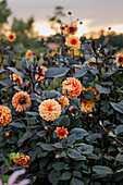 Dahlienbeet mit orangefarbenen Blüten in Abenddämmerung