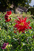 Rote Dahlie (Dahlia) im sonnigen Sommergarten