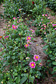 Dahlias (Dahlia) in full bloom in the summer garden