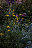Colourful summer flowers with yellow yarrow (Achillea) in the garden