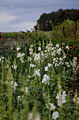 Snapdragon (Antirrhinum majus) in the summer garden