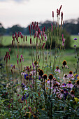 Präriestauden im Sommergarten mit Sonnenhut (Echinacea) und Wiesenknopf (Sanguisorba)