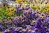 Asters (Asteraceae) and coneflower in the autumn garden