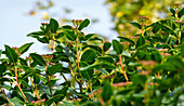 Evergreen snowball with flower buds in the autumn garden