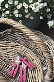 Pink-coloured secateurs in wicker basket next to flower pot with daisies