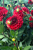 Rote Dahlien (Dahlia) im Sommergarten