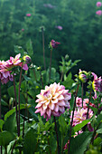 Dahlias (Dahlia) in full bloom in the summer garden