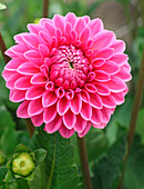 Pink dahlia (Dahlia) in full bloom in the summer garden