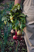Person holding freshly harvested beetroot