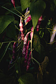 Ripe borlotti beans (Phaseolus vulgaris) on the bush