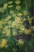 Umbel flowers of fennel (Foeniculum vulgare) - close-up