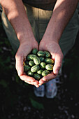 Hands holding Mexican mini cucumbers (Melothria scabra)