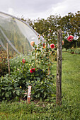 Dahlien (Dahlia) neben Gewächshaus im Herbst