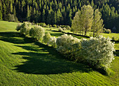 Blühende Traubenkirschen (Prunus padus) und Zitter-Pappel (Populus tremula) im Valmüstair.