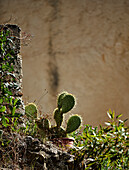 Cactus Opuntia on stone wall in garden area