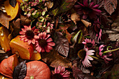 Autumnal still life with pieces of pumpkin, leaves and echinacea flowers